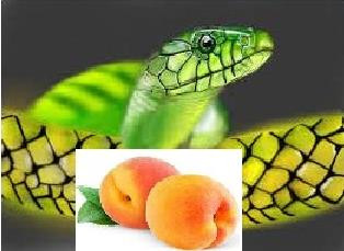 Snake Venom
